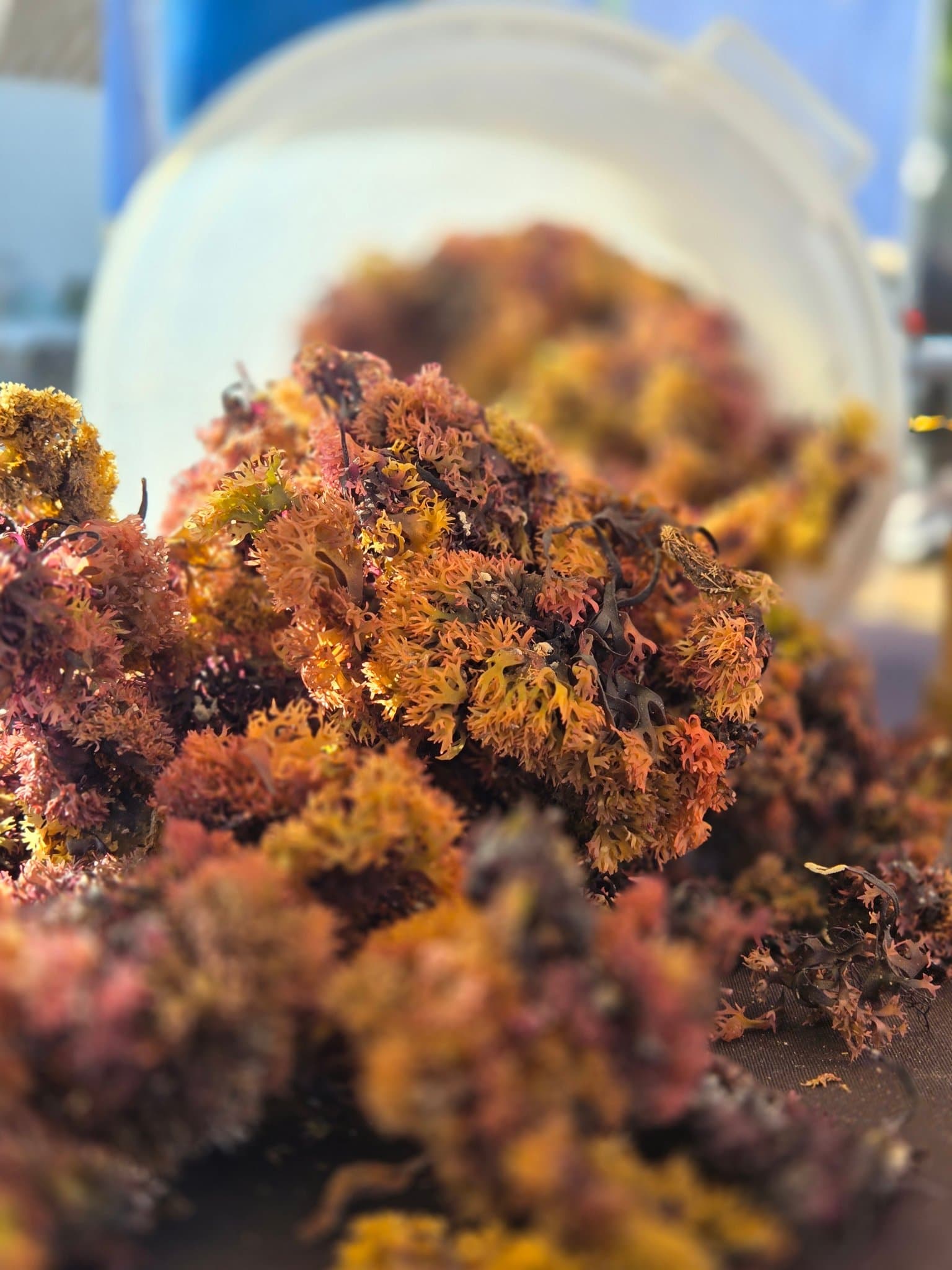 Fresh Irish moss up close