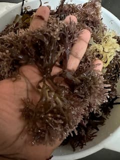 Fresh raw Irish moss in hand
