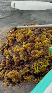Fresh harvested Irish moss