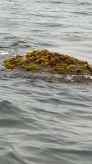 Wild Irish moss growing in the ocean