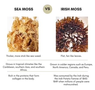 Sea Moss vs Irish Moss comparison